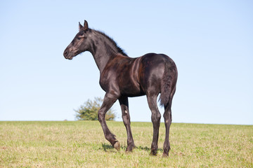 Fototapeta premium Portrait of nice foal - friesian horse