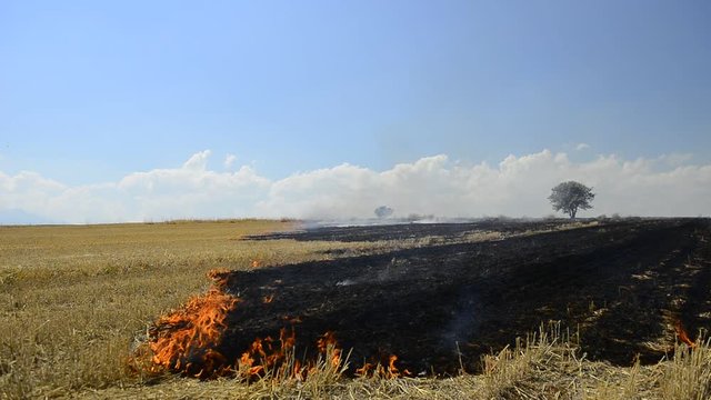 kırsalda anız otu yangınları