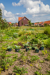 Fototapeta na wymiar Urban agriculture: a vegetable garden beside modern houses in the suburbs of a city