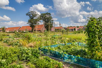 Urban agriculture: a vegetable garden beside modern houses in the suburbs of a city