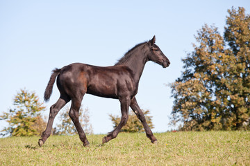 Portrait of nice foal - friesian horse