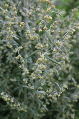 Wormwood (Artemisia absinthium) - perennial herb of silvery color, with a strong aromatic odor and bitter wormwood famous