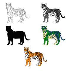 vector illustration depicting a tiger. line silhouette, black and white, color