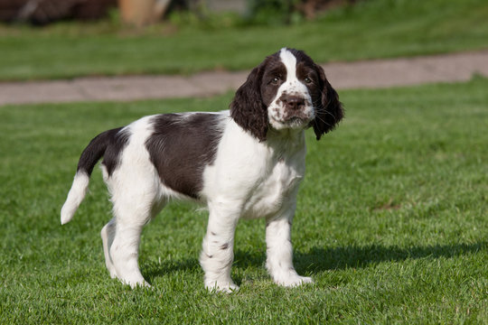 Portrait of nice puppy - english springer spaniel