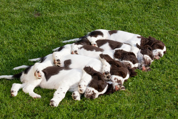 Five sleeping puppies - english springer spaniel