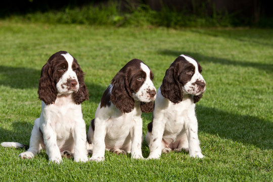 Portrait of nice puppies - english springer spaniel