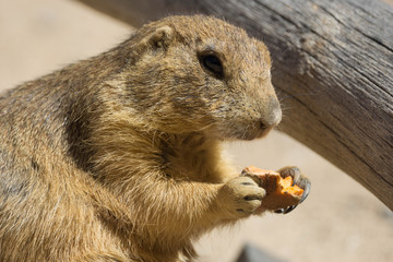 prairie dog