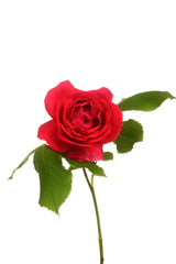 red rose with leaves