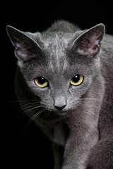 Portrait of nice cat - cat russian blue © lenkadan