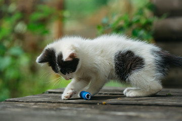 cute small kitten playing with thread