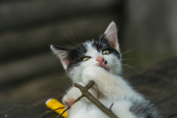 small kitten playing with thread on twig