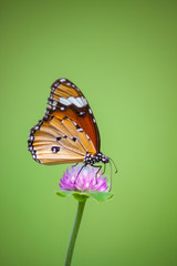 Butterflies in the garden flowers.