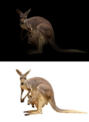 female kangaroo and joey - obrazy, fototapety, plakaty