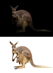 Poster de jardin Kangourou kangourou femelle et joey
