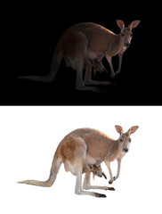 kangourou femelle et joey