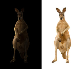 kangoeroe op zwart-witte achtergrond