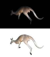 Crédence de cuisine en verre imprimé Kangourou kangourou sur fond noir et blanc