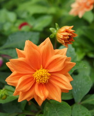 Orange dahlia flower head in garden