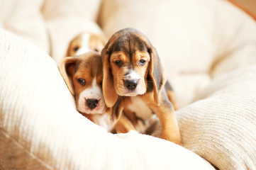 Obraz premium Beagle puppy at home