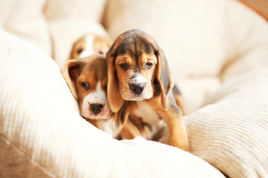 Beagle puppy at home
