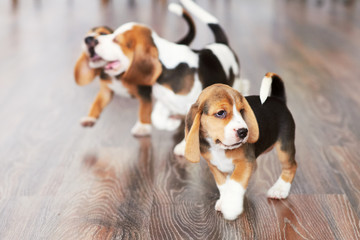 Beagle puppy at home © sergmakssmol