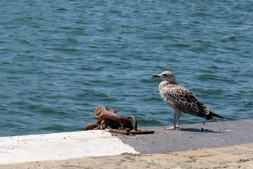 Black-backed gull (Larus marinus)