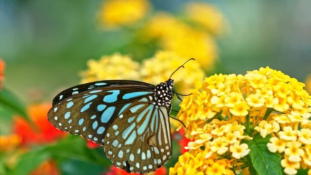 Colorful butterfly drinks nectar from a flowers, macro shot