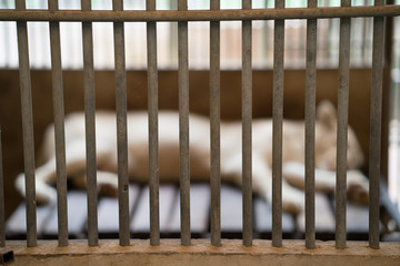 Fototapeta premium lion in cage