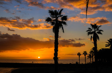 Tropical sunset with trees silhouette in Tenerife