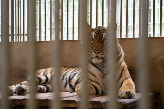 tiger in cage
