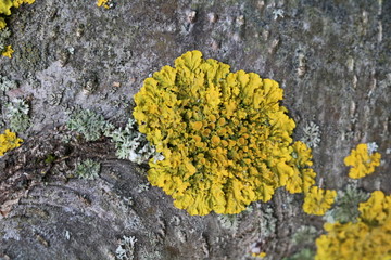 Lichens on a tree in the forest