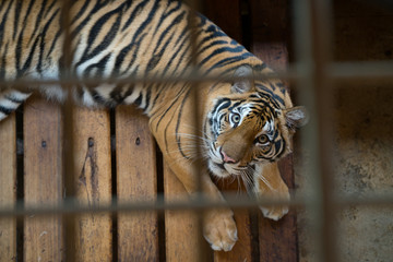 Fototapeta premium tygrys w klatce