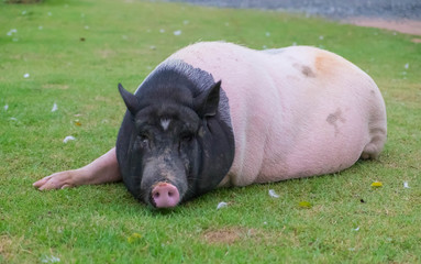 Big lazy pig lying on lawn