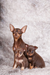 Portrait of two nice puppies with their mother