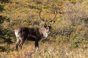Barren Ground Caribou Bull in Velvet
