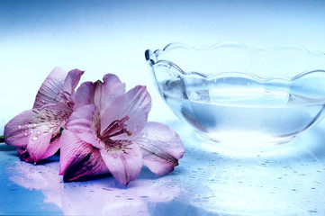 Wellness concept with water element and lily flower