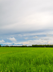 the green rice farm at northern phrae thailand