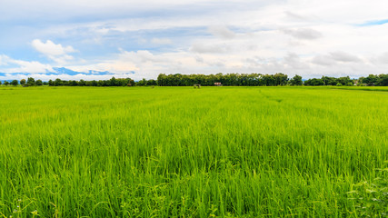 the green rice farm at northern phrae thailand