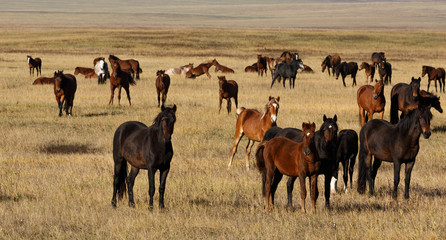 Fototapeta na wymiar A herd of horses with young foals grazing in the meadow clear autumn day.