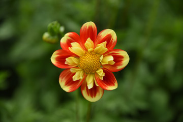 fiori macro fiori fiori alta risoluzione macro fotografia petali natura profumo