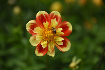 fiori macro fiori fiori alta risoluzione macro fotografia petali natura profumo