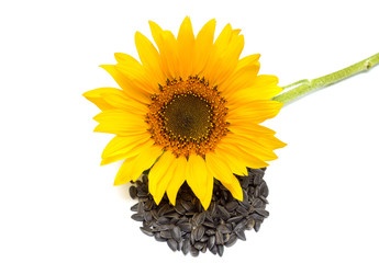 Obraz premium Flower. Sunflower isolated on white background