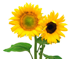 Obraz premium Two sunflowers isolated on white background