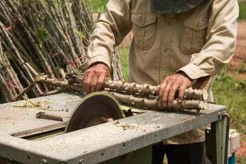 The Farmer is prepared Cassava for planting.