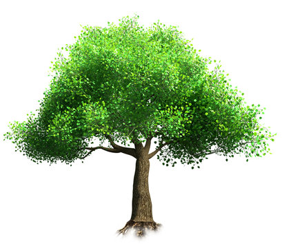 tree isolated 3D illustration