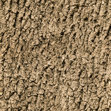 seamless bark tree texture