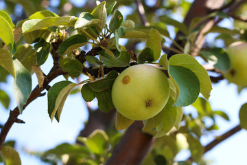 Ripe apples on the tree