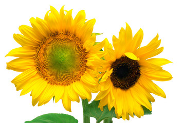 Obraz premium Two sunflowers isolated on white background