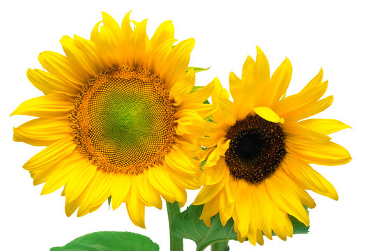 Two sunflowers isolated on white background