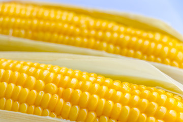 ear of Corn